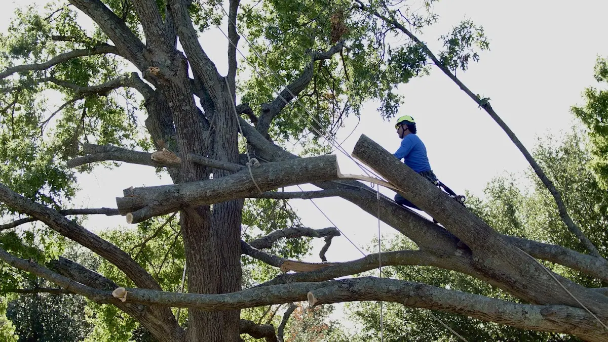 Professional Crown Thinning performed by certified arborists in Outing