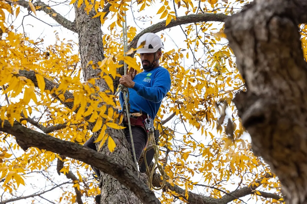 Skilled Tree Planing crew working in Outing