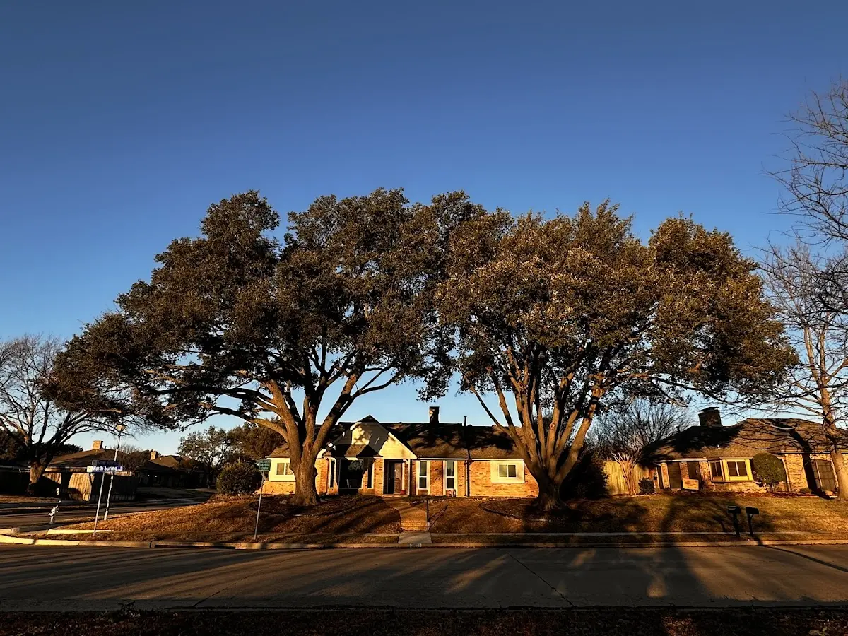 Established residential canopy tree shading a home in Outing